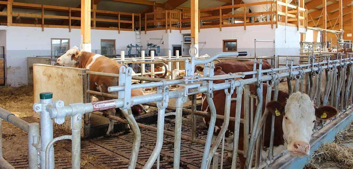 Milchviehstall von Haas Landwirtschaftsbau