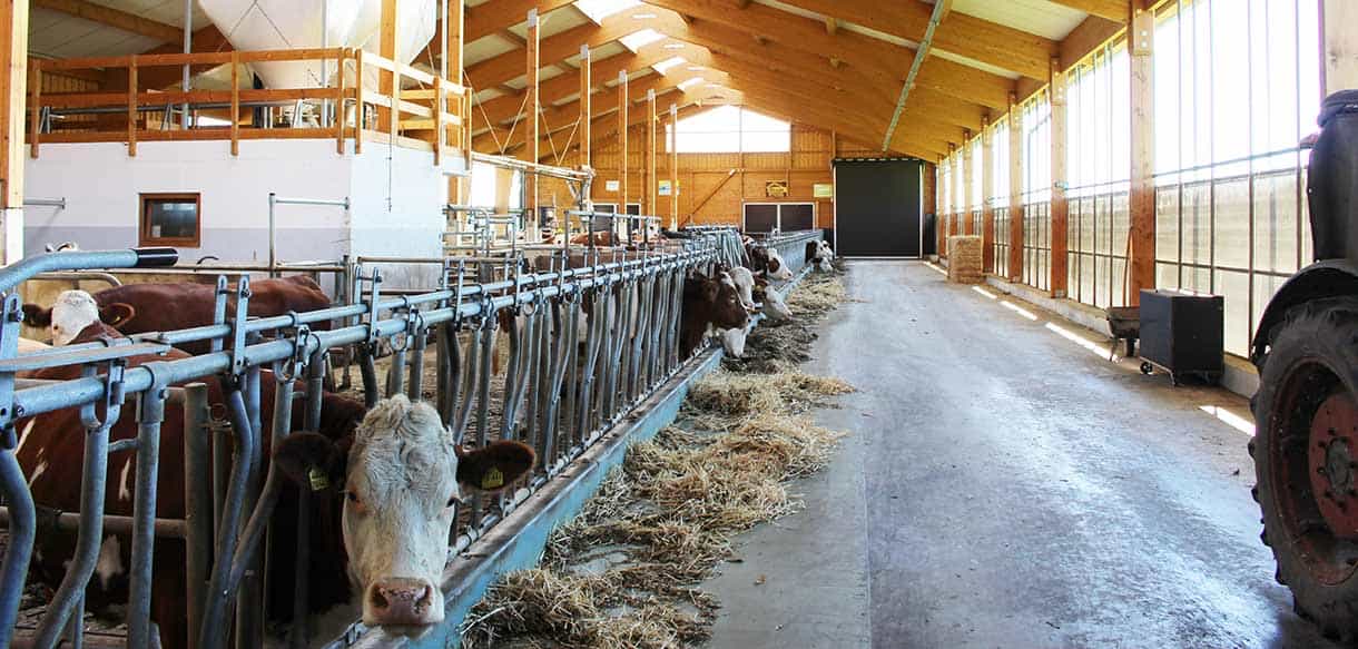 Milchviehstall von Haas Landwirtschaftsbau