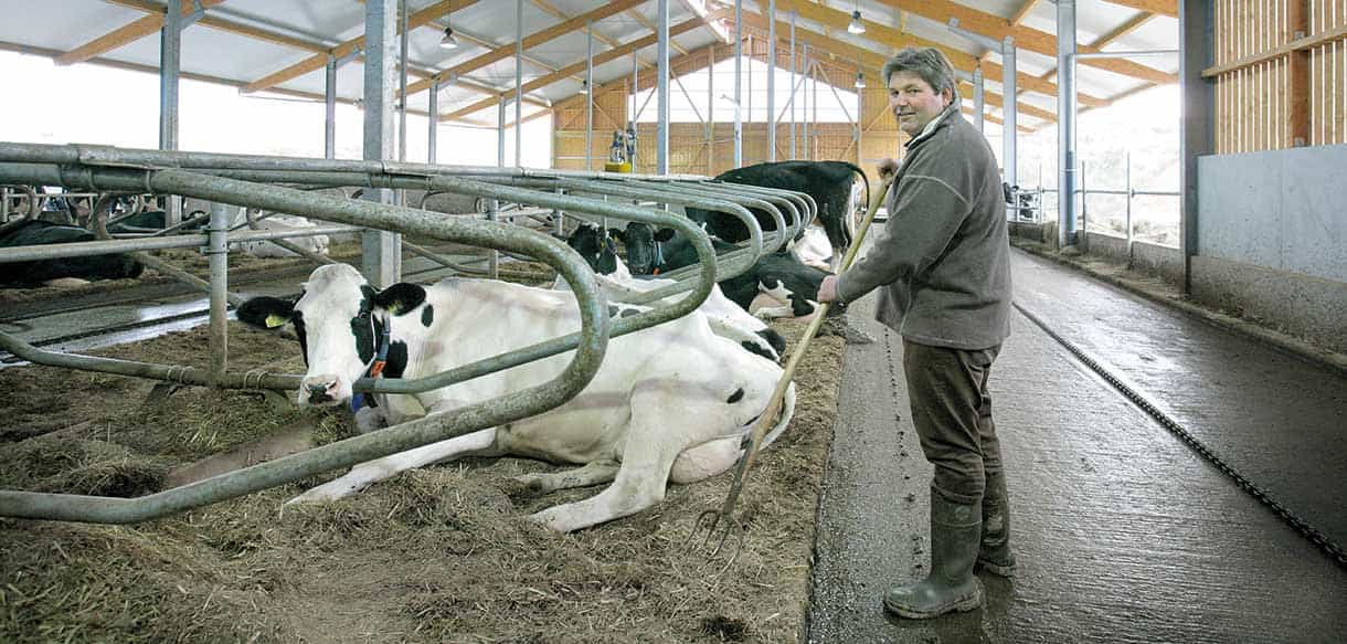 Liegeboxenstall von Haas Landwirtschaftsbau