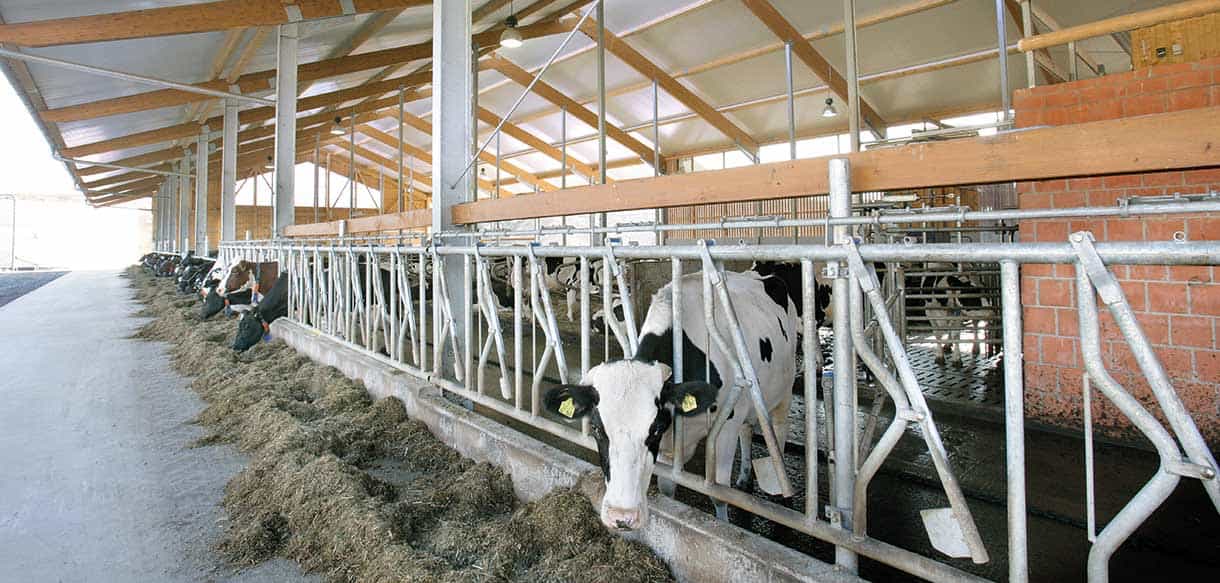 Liegeboxenstall von Haas Landwirtschaftsbau