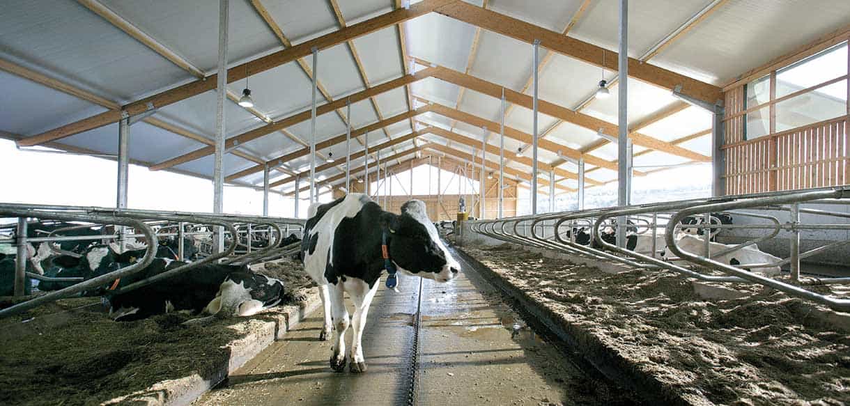 Liegeboxenstall von Haas Landwirtschaftsbau