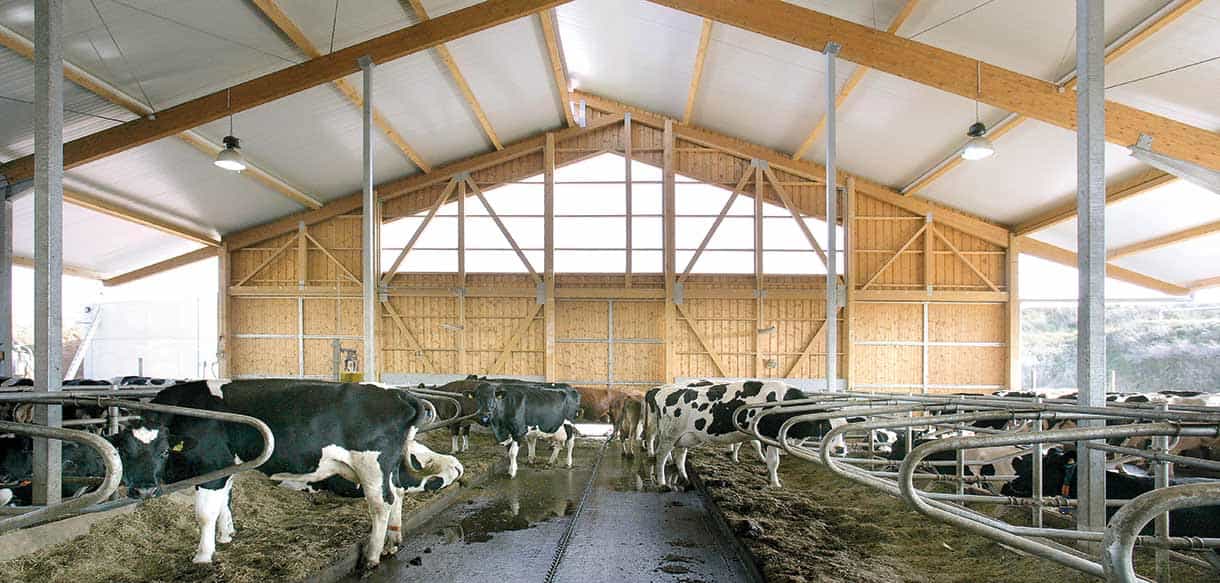 Liegeboxenstall von Haas Landwirtschaftsbau
