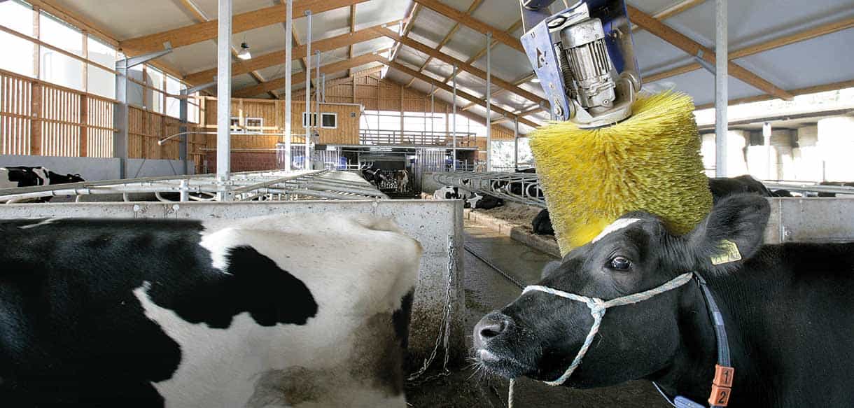 Liegeboxenstall von Haas Landwirtschaftsbau
