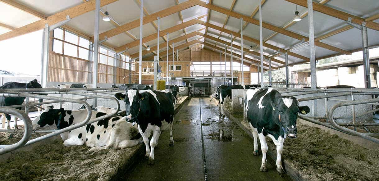 Liegeboxenstall von Haas Landwirtschaftsbau