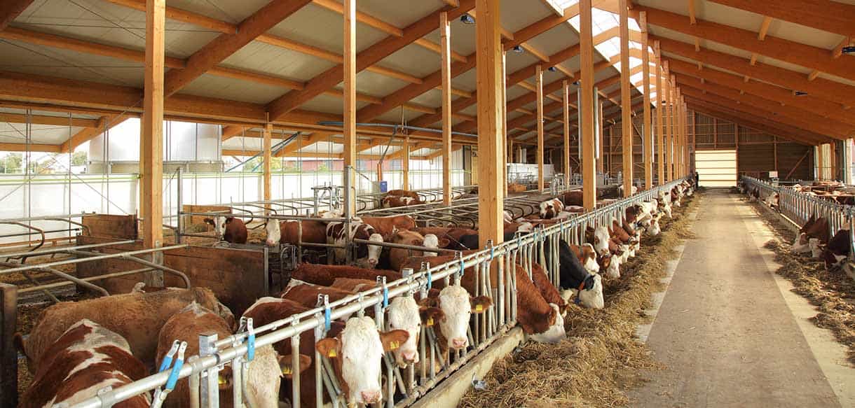 Milchviehstall von Haas Landwirtschaftsbau