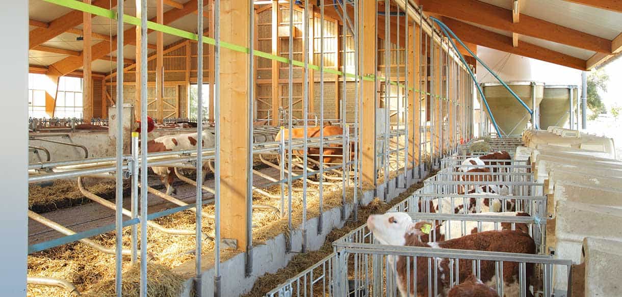 Milchviehstall von Haas Landwirtschaftsbau