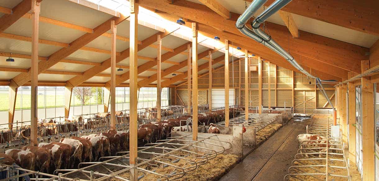 Milchviehstall von Haas Landwirtschaftsbau