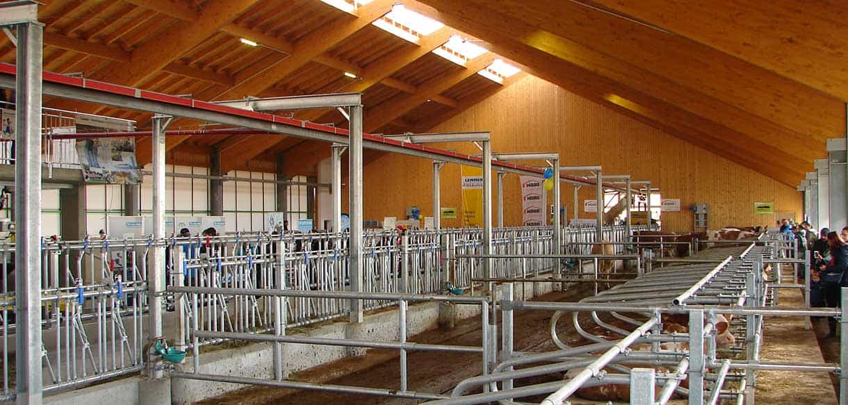 Milchviehstall mit Firstlüftung von Haas Landwirtschaftsbau