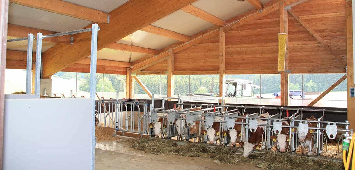Milchviehstall und Jungviehstall mit absenkbaren Lichtbändern von Haas Landwirtschaftsbau