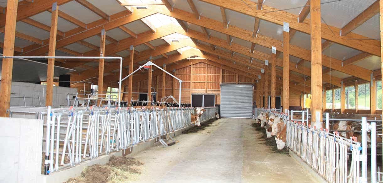 Milchviehstall und Jungviehstall mit absenkbaren Lichtbändern von Haas Landwirtschaftsbau