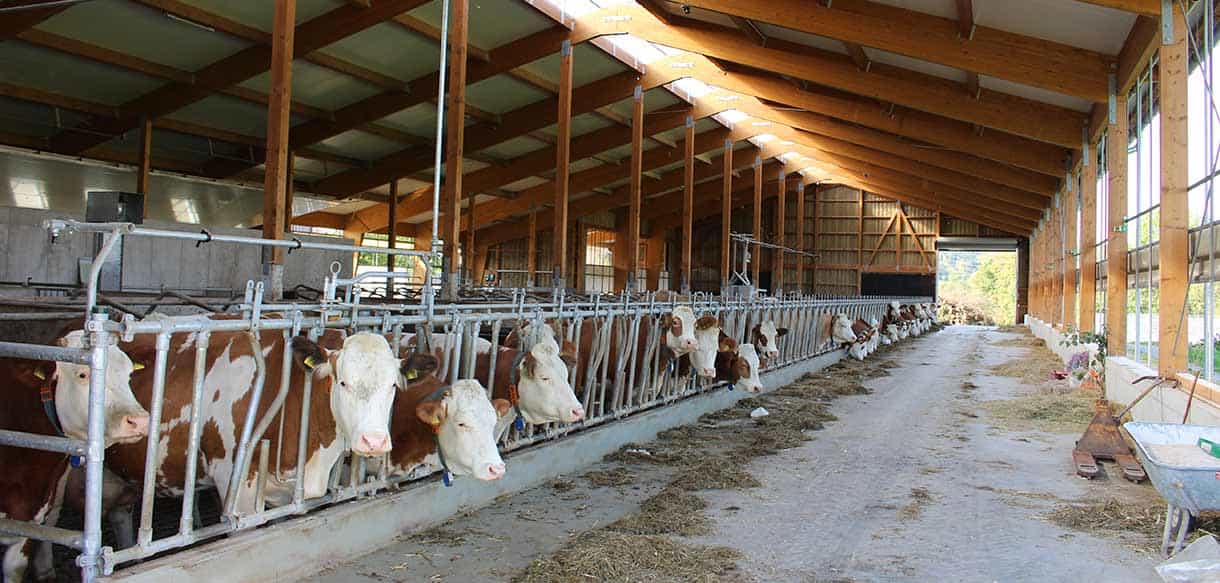 Milchviehstall mit Firstlüftung von Haas Landwirtschaftsbau
