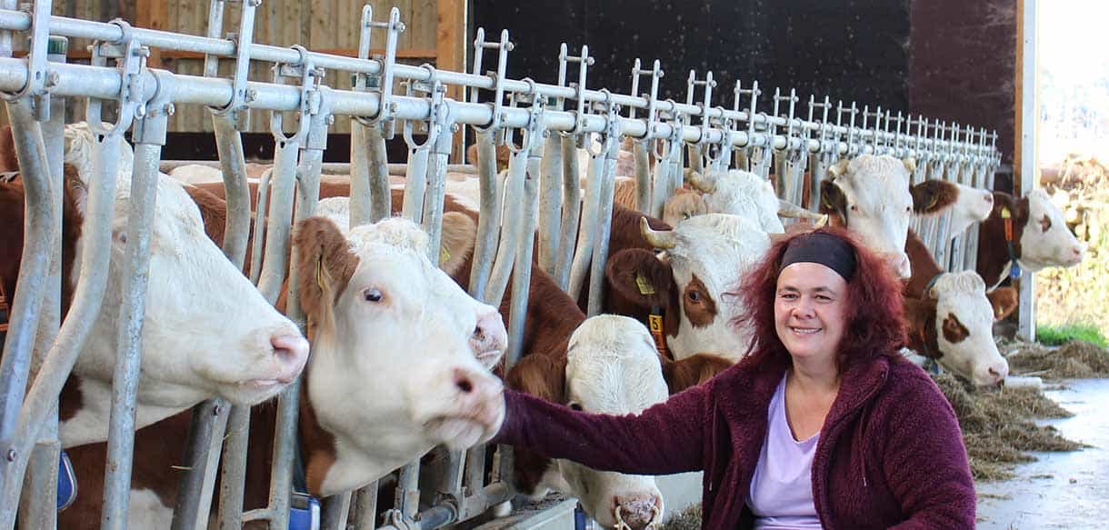 Milchviehstall mit Firstlüftung von Haas Landwirtschaftsbau