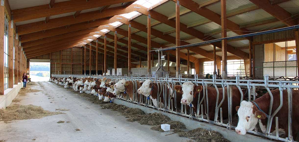 Milchviehstall mit Firstlüftung von Haas Landwirtschaftsbau