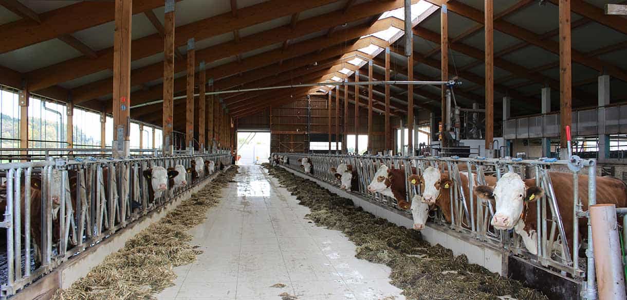 Milchviehstall mit Firstlüftung von Haas Landwirtschaftsbau