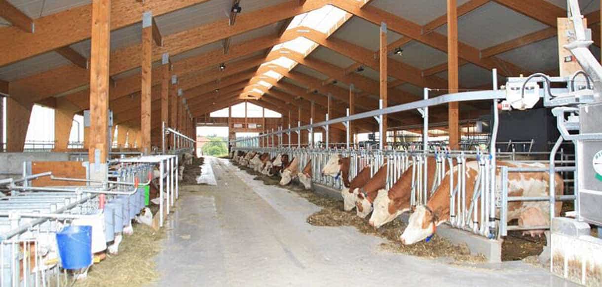 Milchviehstall mit Firstlüftung von Haas Landwirtschaftsbau