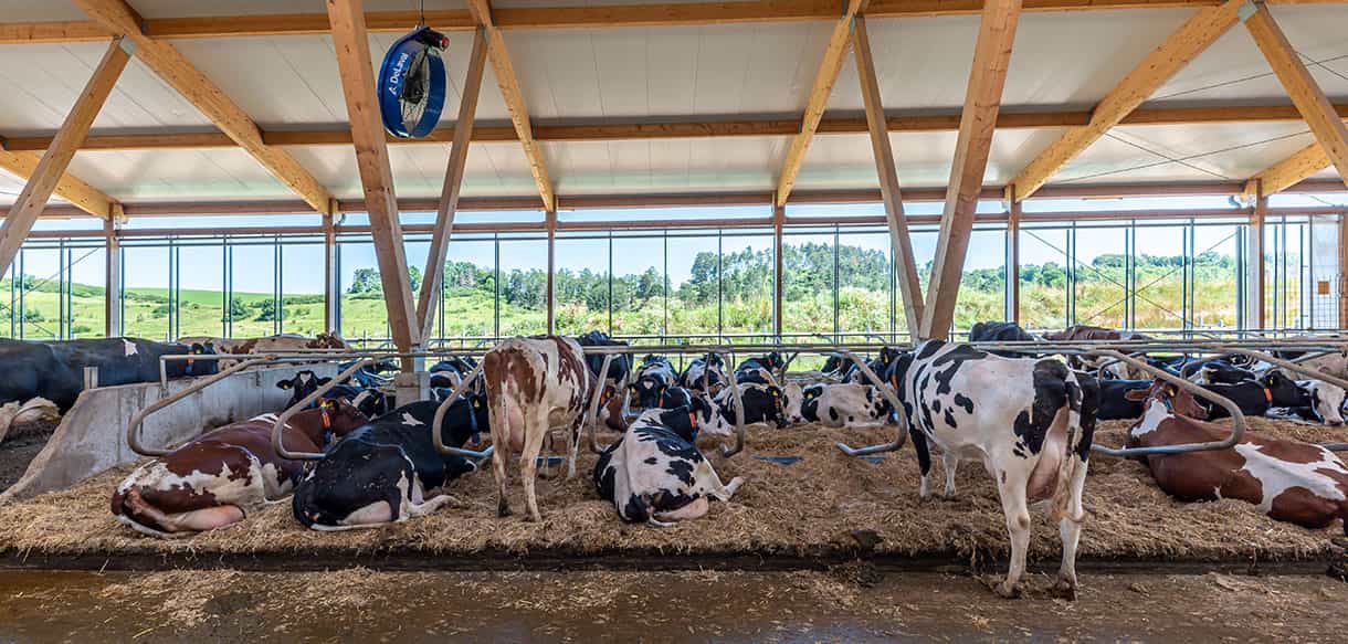 Milchviehstall von Haas Landwirtschaftsbau