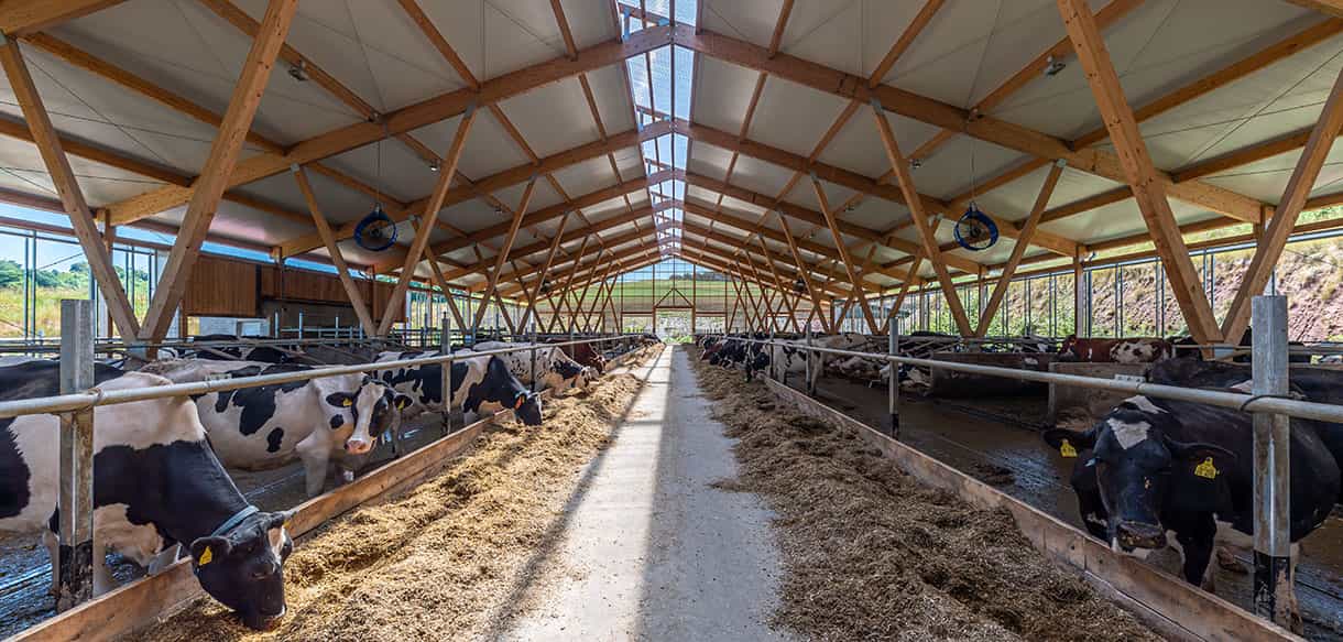 Milchviehstall von Haas Landwirtschaftsbau