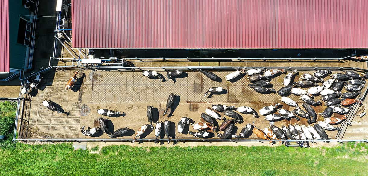 Milchviehstall von Haas Landwirtschaftsbau