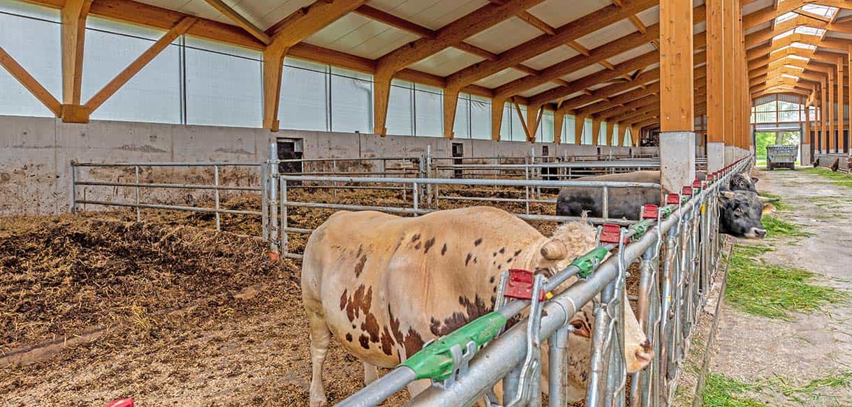 Mutterkuhstall von Haas Landwirtschaftsbau