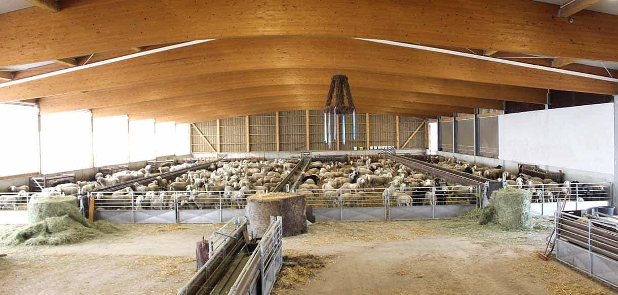 Schafstall von Haas Landwirtschaftsbau