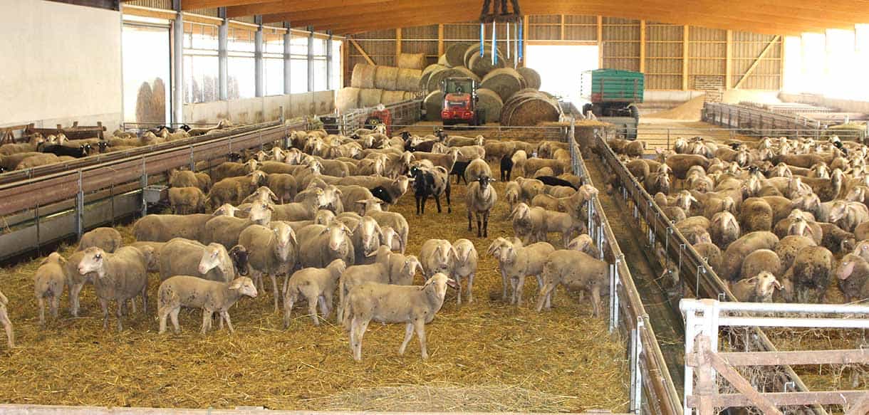 Schafstall von Haas Landwirtschaftsbau