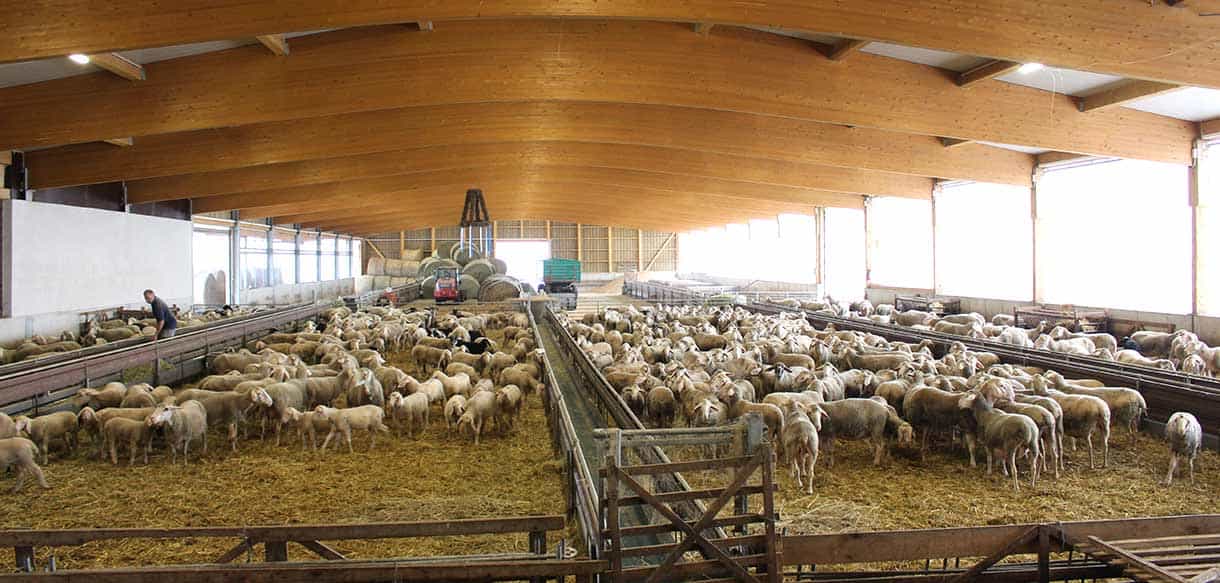 Schafstall von Haas Landwirtschaftsbau