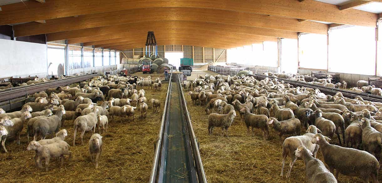 Schafstall von Haas Landwirtschaftsbau
