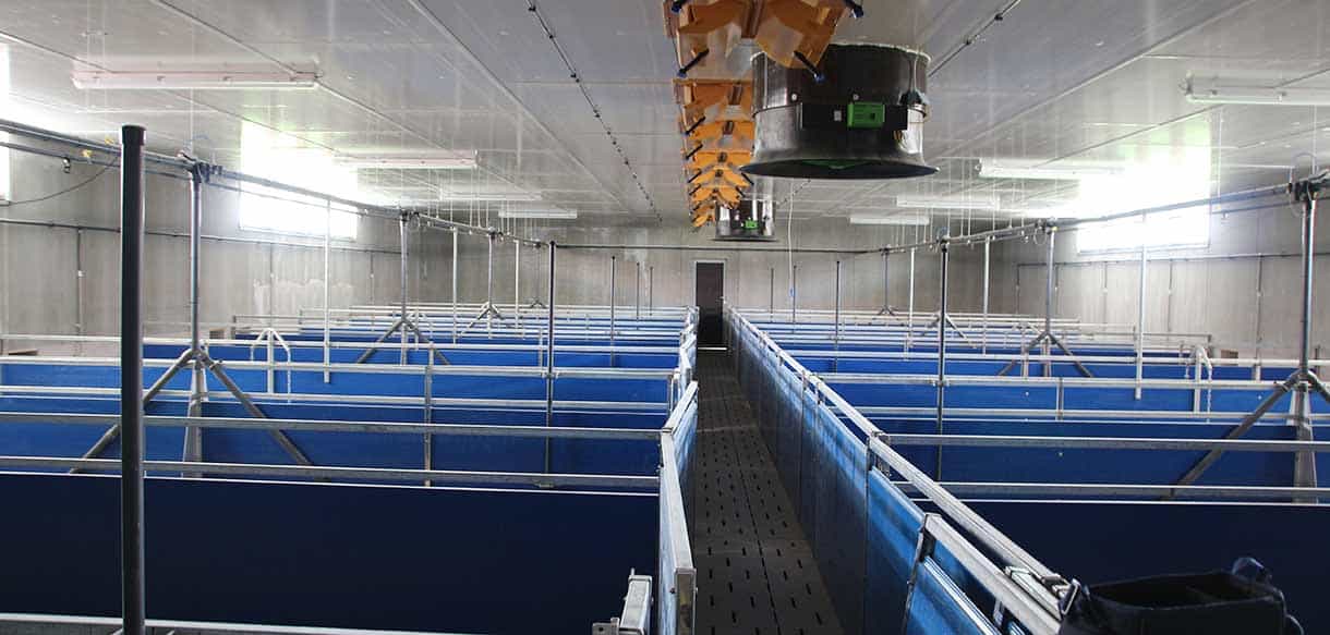 Schweinestall mit Lüftungsanlage und Glaslichtband von Haas Landwirtscahftsbau