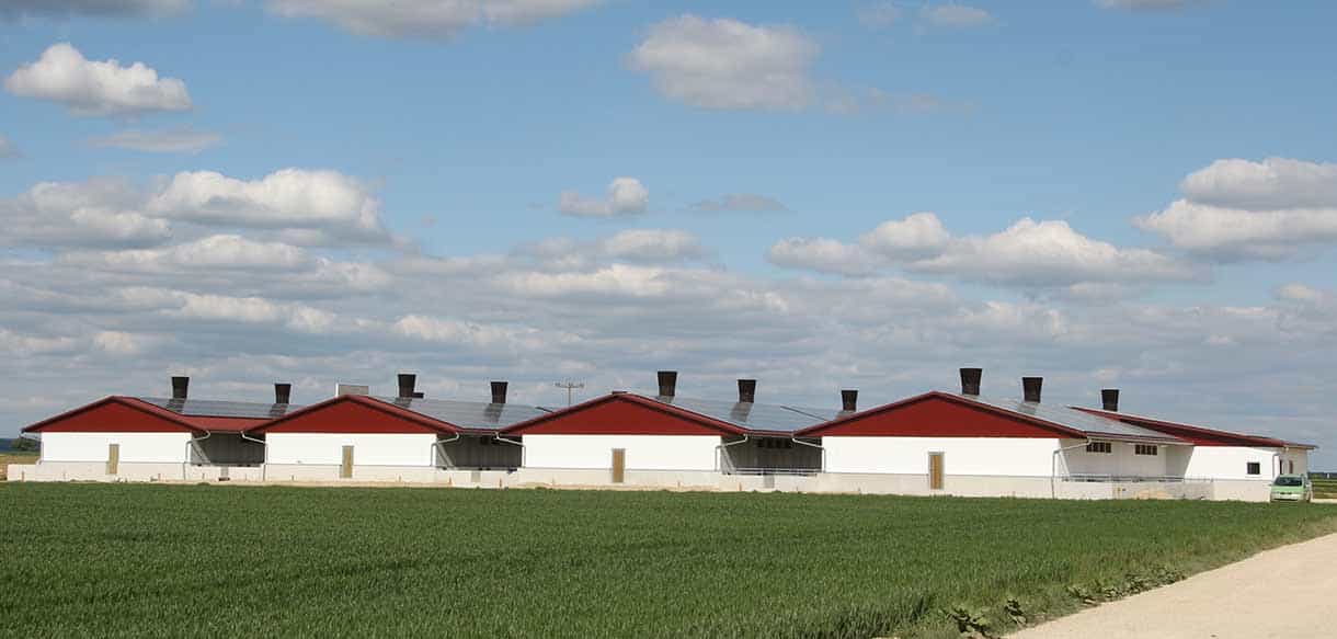 Schweinestall mit Lüftungsanlage und Glaslichtband von Haas Landwirtscahftsbau