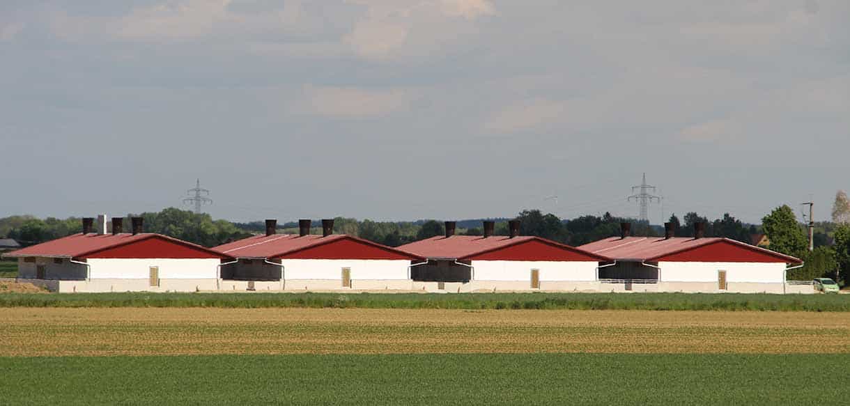 Schweinestall mit Lüftungsanlage und Glaslichtband von Haas Landwirtscahftsbau