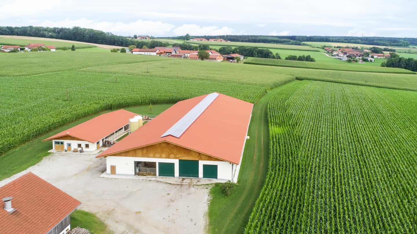 Luftaufnahme des Milchviehstalls in Isen mit rotem Dach neben Maisfeld und Hofgebäuden