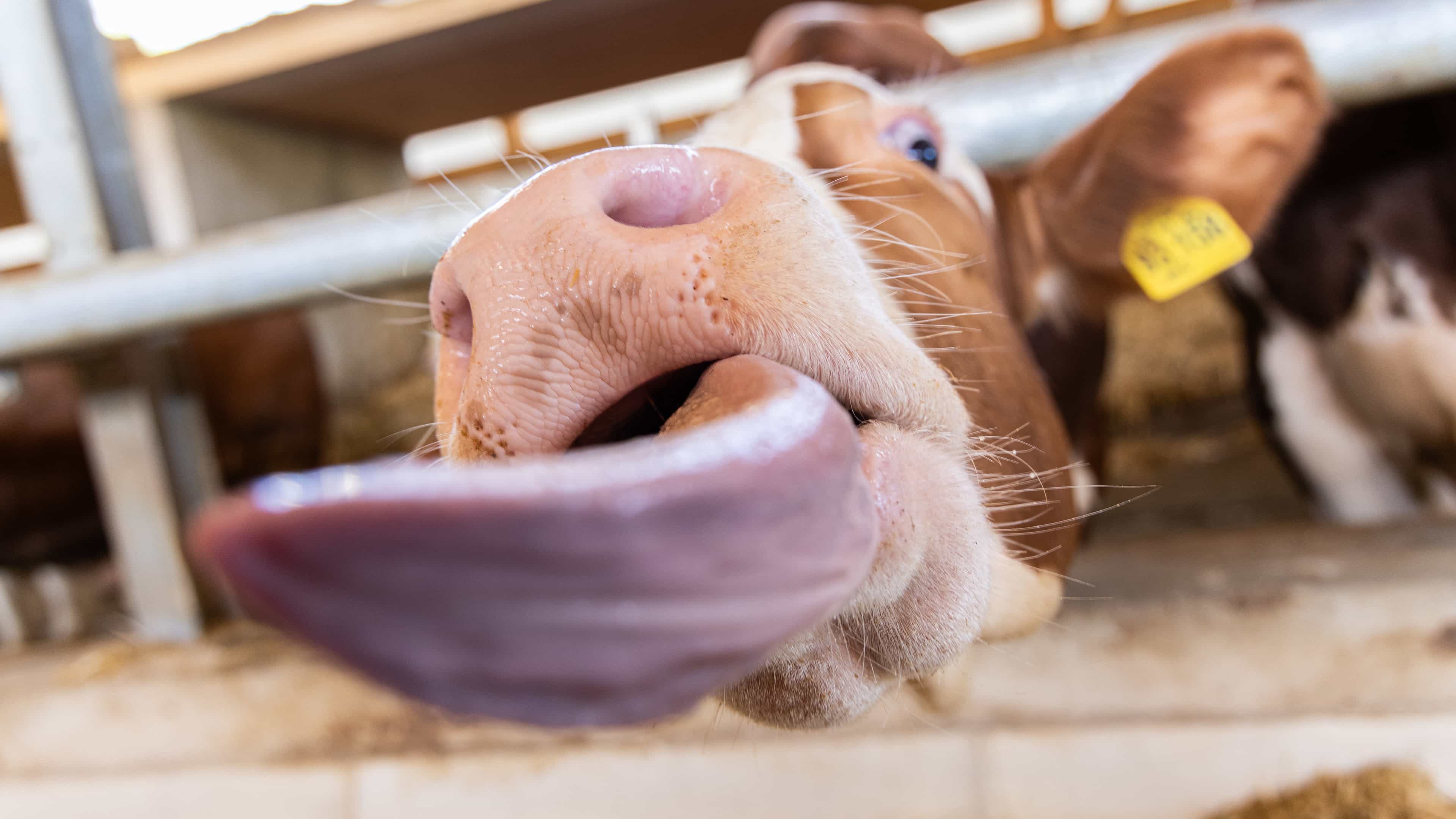 Kuh streckt im Stall die Zunge heraus, Nahaufnahme am Fressgitter