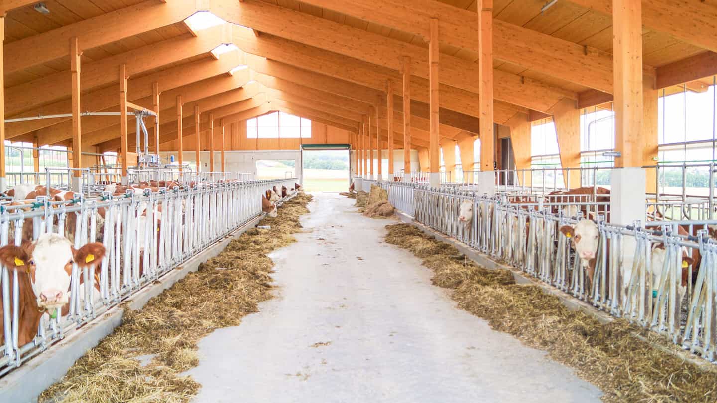 Futtertisch mit Kühen am Fressgitter beidseitig im Milchviehstall in Isen