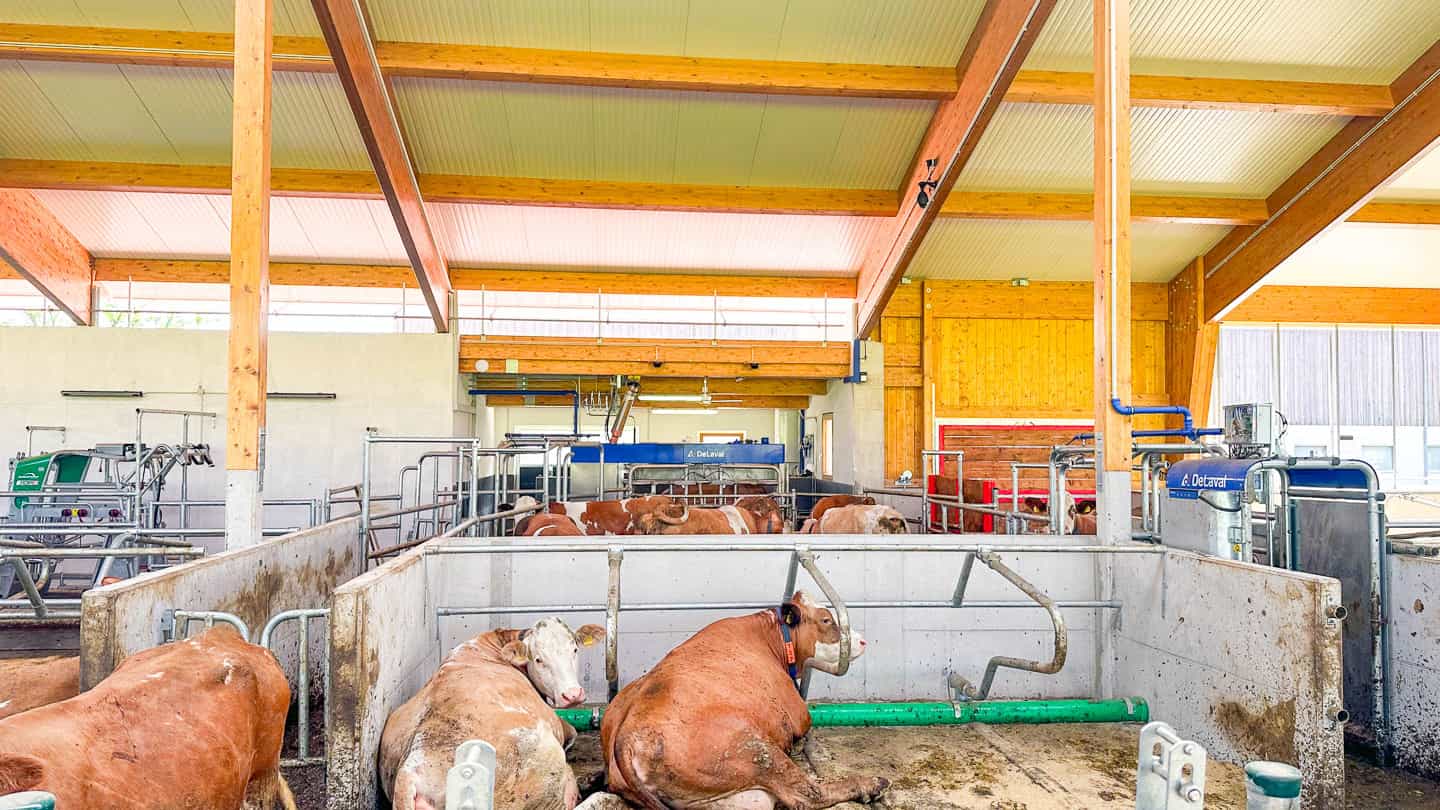 Kühe in Liegeboxen mit Melktechnik im Milchviehlaufstall in Frauenneuharting