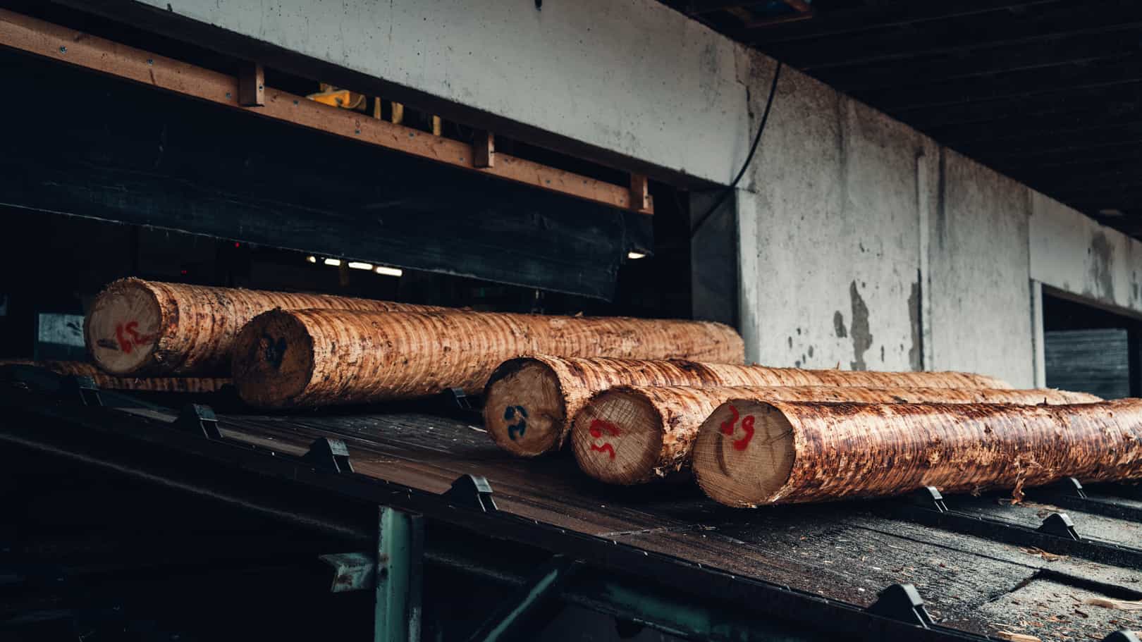 Rohe Baumstämme auf dem Förderband eines Sägewerks, Holz als Rohstoff für modernes Bauen in der Landwirtschaft
