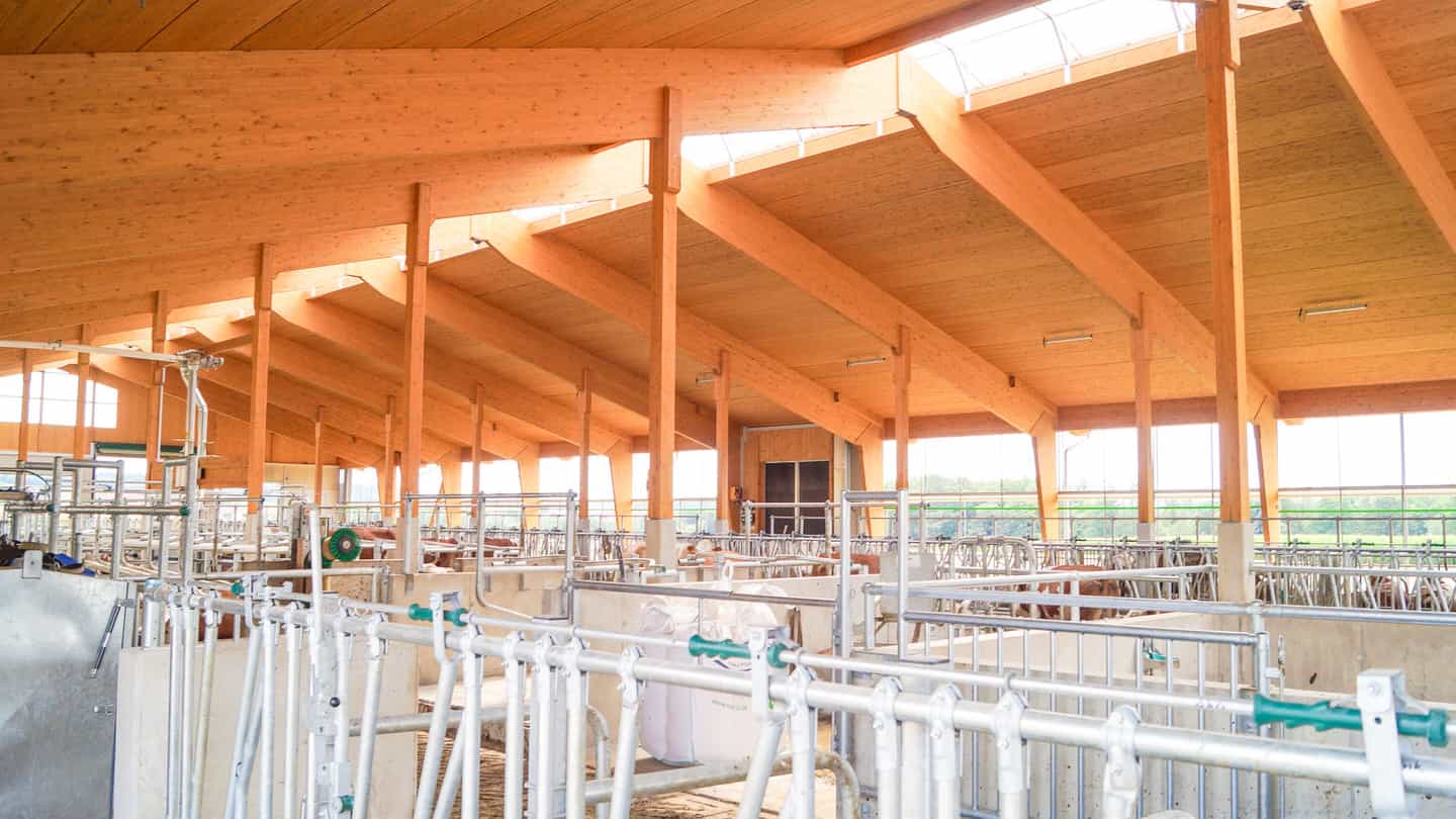 Leere Liegeboxen unter Holzdachtragwerk mit Lichtfirst im Milchviehstall in Isen