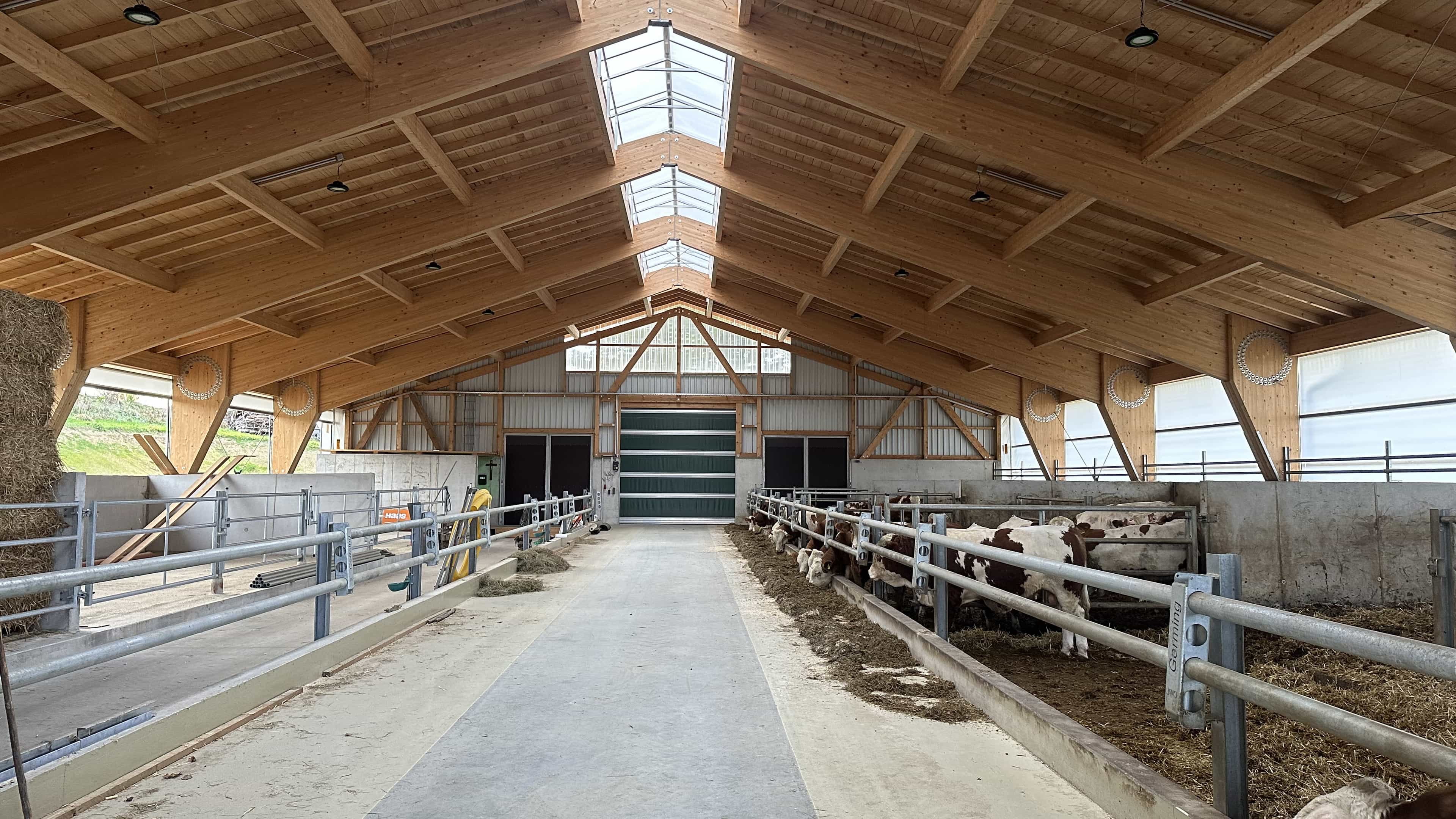 Innenansicht des Bullenmaststalls mit Holzdach und Bullen in den Buchten