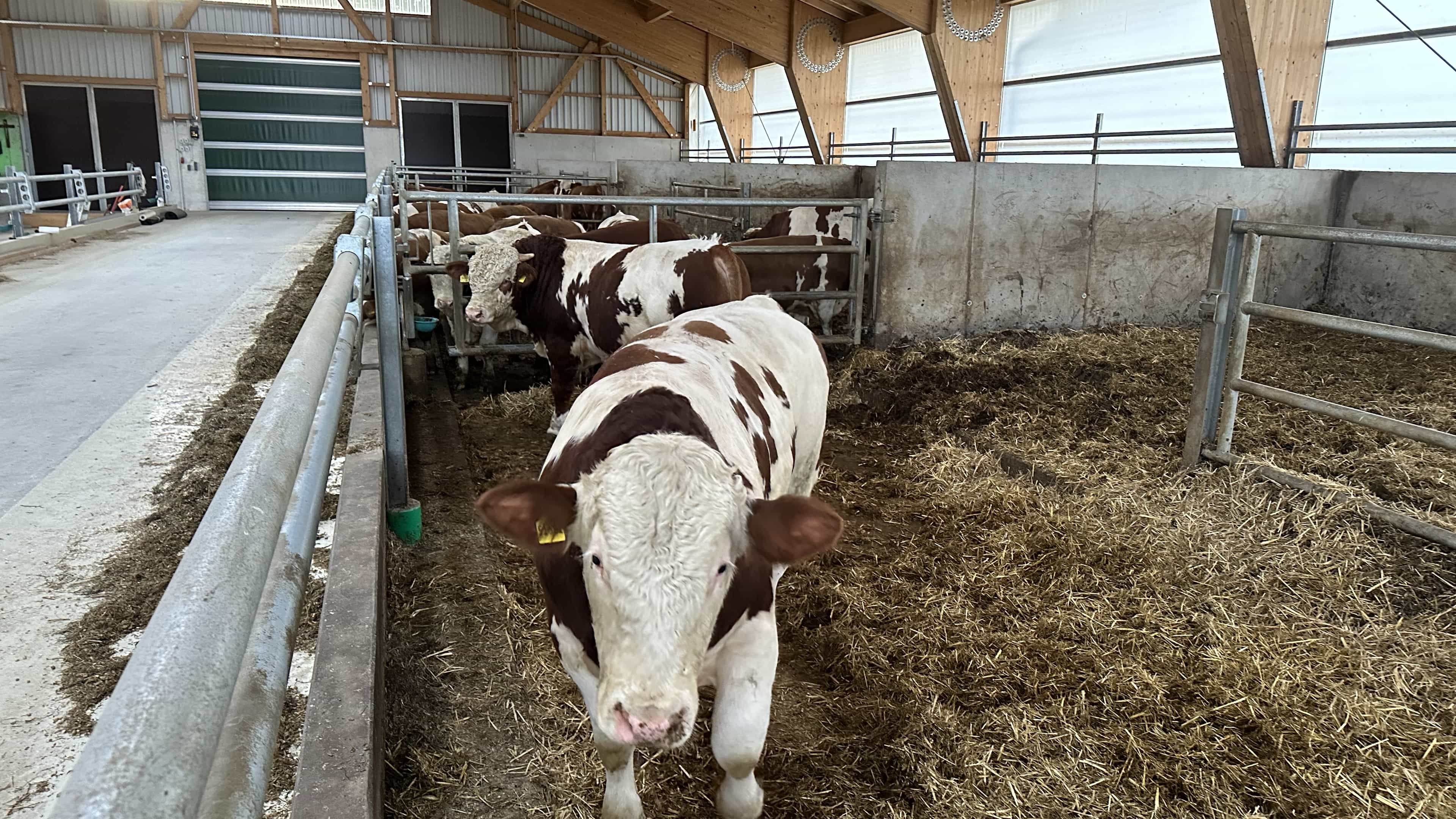 Bullen auf Stroh in der Bucht des Bullenmaststalls