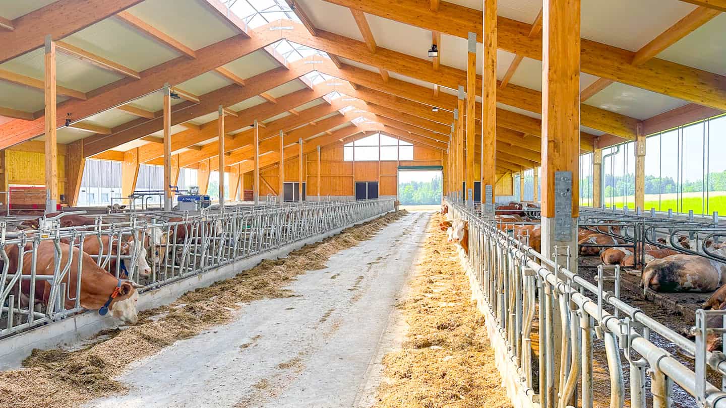 Fleckvieh am Fressgitter unter Holzbinderdach im Milchviehlaufstall in Frauenneuharting