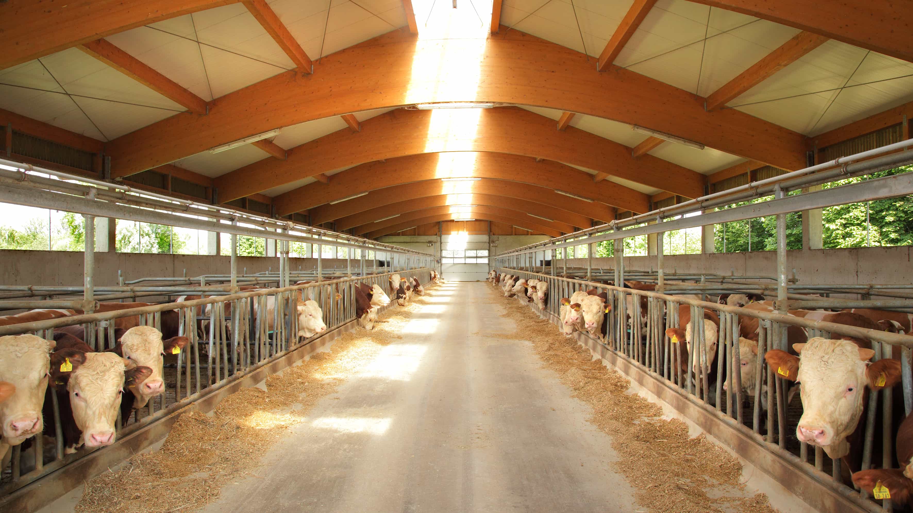 Innenansicht eines Haas Rinderstalls mit Kühen am Fressgitter und langem Futtertisch